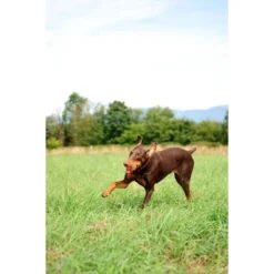 Chuckit! Ultra Ball 2pk - Orange/Blue - M -PawHut || Nylabone || Northlight Gifts Shop GUEST 0d00cf69 cf91 4b32 888f 2a7884abe90e