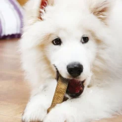 Nylabone Natural Medium Nubz Chicken Flavored Chewy Dental Treats Dog Treats - 12ct -PawHut || Nylabone || Northlight Gifts Shop GUEST 182da2fd 97f2 4991 9f44 2e51176333d2