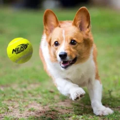 NERF 16" Blaster With 2.5" Non-Squeak Tennis Ball Dog Toy - 3pk -PawHut || Nylabone || Northlight Gifts Shop GUEST 1e05f630 bcb8 4942 9f21 f2d6747ae65a