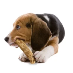 Nylabone Natural Medium Nubz Chicken Flavored Chewy Dental Treats Dog Treats - 12ct -PawHut || Nylabone || Northlight Gifts Shop GUEST 22386582 db1a 4686 967f 9f275a7fc5f4