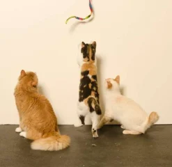 Cat Dancer Cat Charmer Interactive Cat Toy, Tie-Dye, 3 Pack -PawHut || Nylabone || Northlight Gifts Shop GUEST 22998fd0 79b5 4761 9d2f a837affc152a