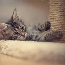 19-Inch Cat Scratching Post With Hammock - Sisal Fabric And Carpet Cat Tree With Hanging Ball Toy For Adult Cats And Kittens By PETMAKER (White) -PawHut || Nylabone || Northlight Gifts Shop GUEST 25bf4b41 c0e2 4a85 b4ce 2105dfccaede