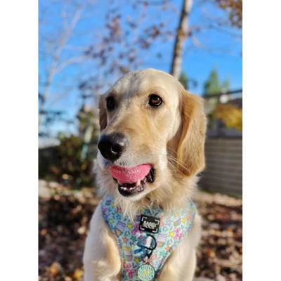 Midlee Happy Birthday Dog Tennis Balls (6 Pack) (Regular, Pink) 7 Midlee Happy Birthday Dog Tennis Balls (6 Pack) (Regular, Pink) - Image 5