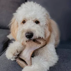 Benebone Dental Chew Dog Toy - Bacon - M -PawHut || Nylabone || Northlight Gifts Shop GUEST 479e0277 fcbf 431b a584 b139230135a1