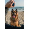 QALO TraQ Powered By Tile Dog And Cat Silicone Bluetooth Trackable Pet ID Tag - Navy -PawHut || Nylabone || Northlight Gifts Shop GUEST 5578c187 ae42 45d3 8c60 9d79e52c1c7b