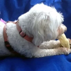 Pawstruck Lamb Ears For Dogs - Natural Bulk Dog Dental Treats & Sheep Chews, Smoked & Low Fat, Pet Products -PawHut || Nylabone || Northlight Gifts Shop GUEST 728fecaa d232 48de af78 bb6a83d2afb9