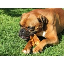 Pawstruck Natural Jumbo Pig Ears Chews For Dogs | Premium Pork Treats Made In USA | Supports Dental Health | No Artificial Ingredients -PawHut || Nylabone || Northlight Gifts Shop GUEST 86f9a018 d653 4561 81ee 81d4b880db47