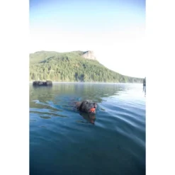 Chuckit! Ultra Ball 2pk - Orange/Blue - M -PawHut || Nylabone || Northlight Gifts Shop GUEST 8ff8e81b f60b 47cc b74b 60ffb1158682