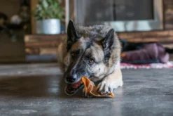 Gigabyte GigaBite All Natural Whole Pig Ears Treats For Dogs -PawHut || Nylabone || Northlight Gifts Shop GUEST 9fae4fa0 8e92 499b 9839 4c60b714809a