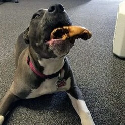 Pawstruck Pig Snouts For Dogs , Bulk Dog Dental Treats & Natural Pork Dog Chews, Made In USA, American Made -PawHut || Nylabone || Northlight Gifts Shop GUEST cc3a5bfa 71d0 4980 9d73 e7bd259998c2