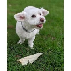 Pawstruck Lamb Ears For Dogs - Natural Bulk Dog Dental Treats & Sheep Chews, Smoked & Low Fat, Pet Products -PawHut || Nylabone || Northlight Gifts Shop GUEST dbe98850 9b47 4c82 ad5c 74b1e9b4cfaf