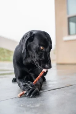 Gigabyte GigaBite 6-Inch All Natural Odor Free Half-Cut Bully Sticks (10 Count) -PawHut || Nylabone || Northlight Gifts Shop GUEST df9e233c 38b5 488a a367 196b5ead62d9