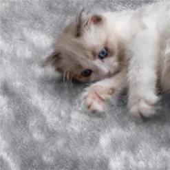 Yaheetech 76"H Large Plush Cat Tree With Platforms For Kittens Cats -PawHut || Nylabone || Northlight Gifts Shop GUEST e073a2b8 016e 4b21 ba01 7d069ec72333