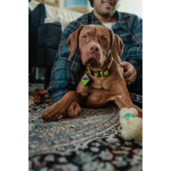 QALO TraQ Powered By Tile Dog And Cat Silicone Bluetooth Trackable Pet ID Tag - Green 13 QALO TraQ Powered By Tile Dog And Cat Silicone Bluetooth Trackable Pet ID Tag - Green -PawHut || Nylabone || Northlight Gifts Shop GUEST e4e7d079 310c 456a a292 6ddd8c3cd50b