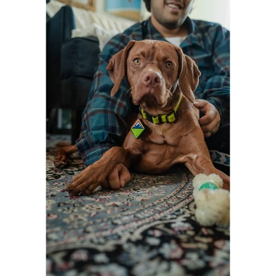 QALO TraQ Powered By Tile Dog And Cat Silicone Bluetooth Trackable Pet ID Tag - Green 9 QALO TraQ Powered By Tile Dog And Cat Silicone Bluetooth Trackable Pet ID Tag - Green - Image 7