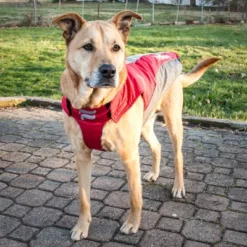 Dog Helios Altitude-Mountaineer Wrap-Velcro Protective Waterproof Dog And Cat Coat With Blackshark Technology - Red & Gray -PawHut || Nylabone || Northlight Gifts Shop GUEST ff2f0eee 78c4 47e7 8f3d 54228958d936