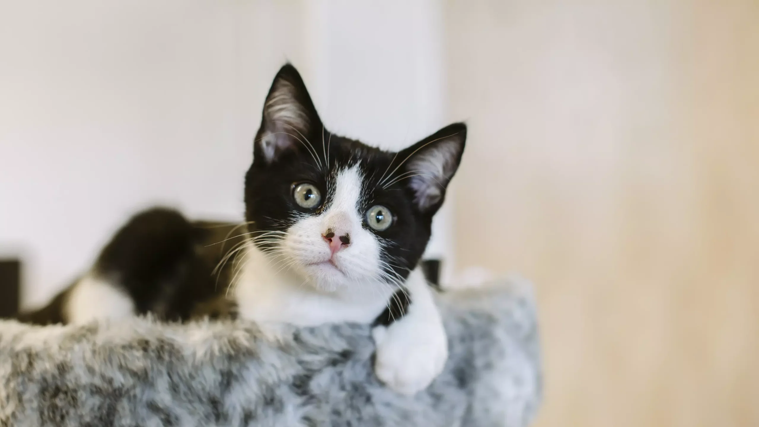 PawHut || Nylabone || Northlight Gifts Shop -PawHut || Nylabone || Northlight Gifts Shop BX150956 HY BC EDDIE 058.JPG scaled